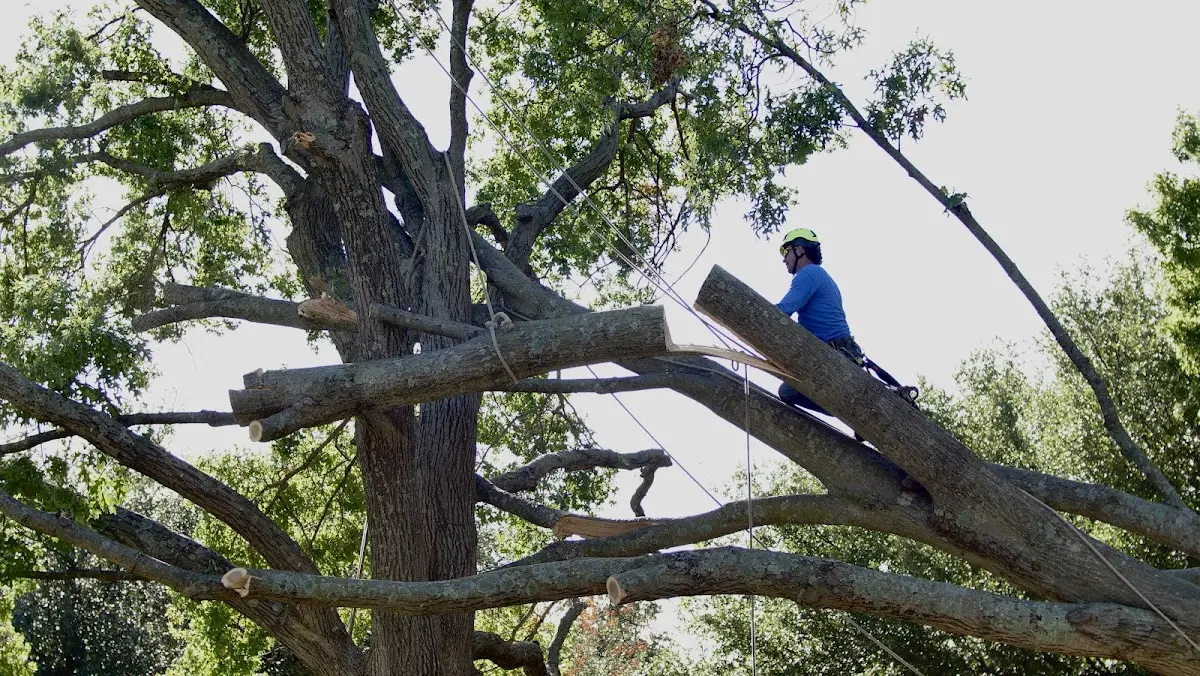 Professional Crown Thinning performed by certified arborists in Burdette