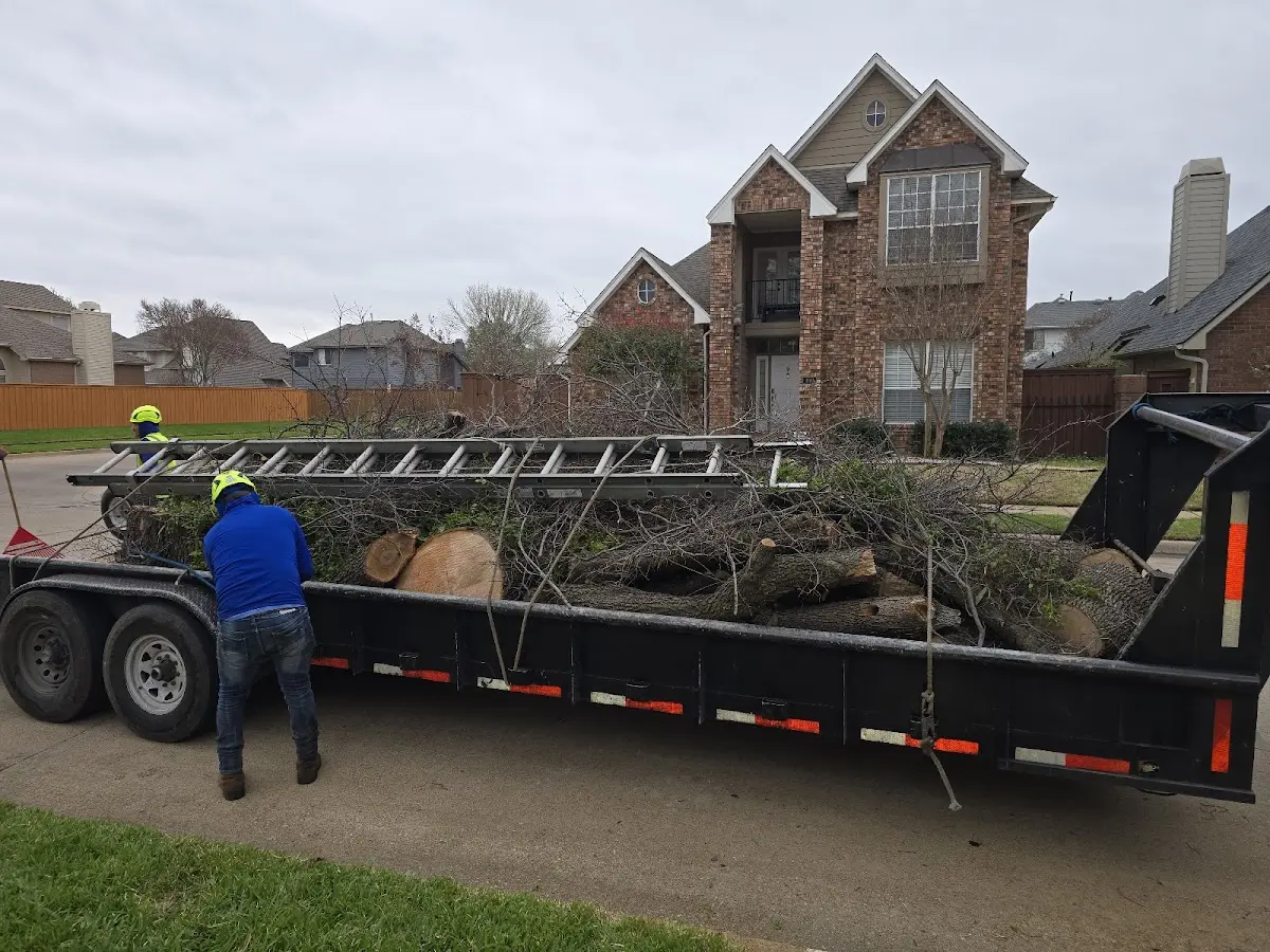 Expert Tree Removal with proper safety equipment in Burdette